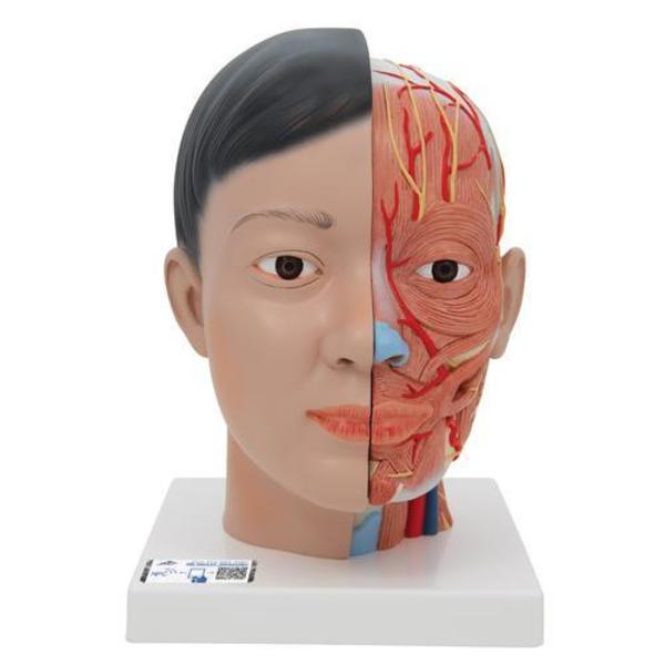 3B Scientific Asian Deluxe Head with Neck, 4 part - w/ 3B Smart Anatomy 1000215